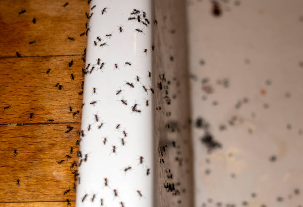 Best Cockroach Control Services  in Prospect Rk, PA